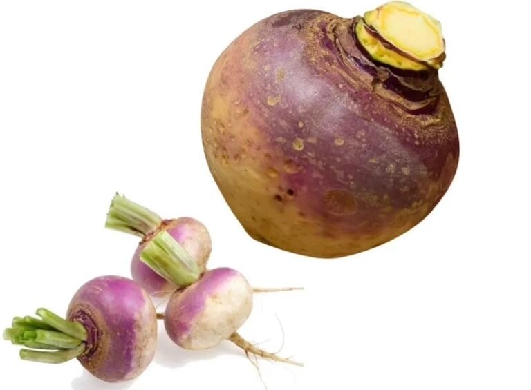 Crème navet