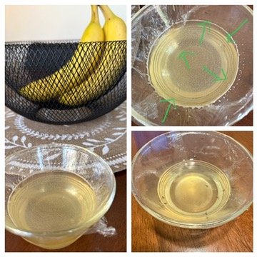 piège mouches à fruit